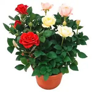 GARDENLINE Rose im 14-cm-Topf