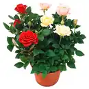 Bild 1 von GARDENLINE Rose im 14-cm-Topf