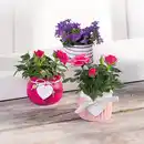 Bild 1 von Mini-Campanula oder Mini-Rosen
