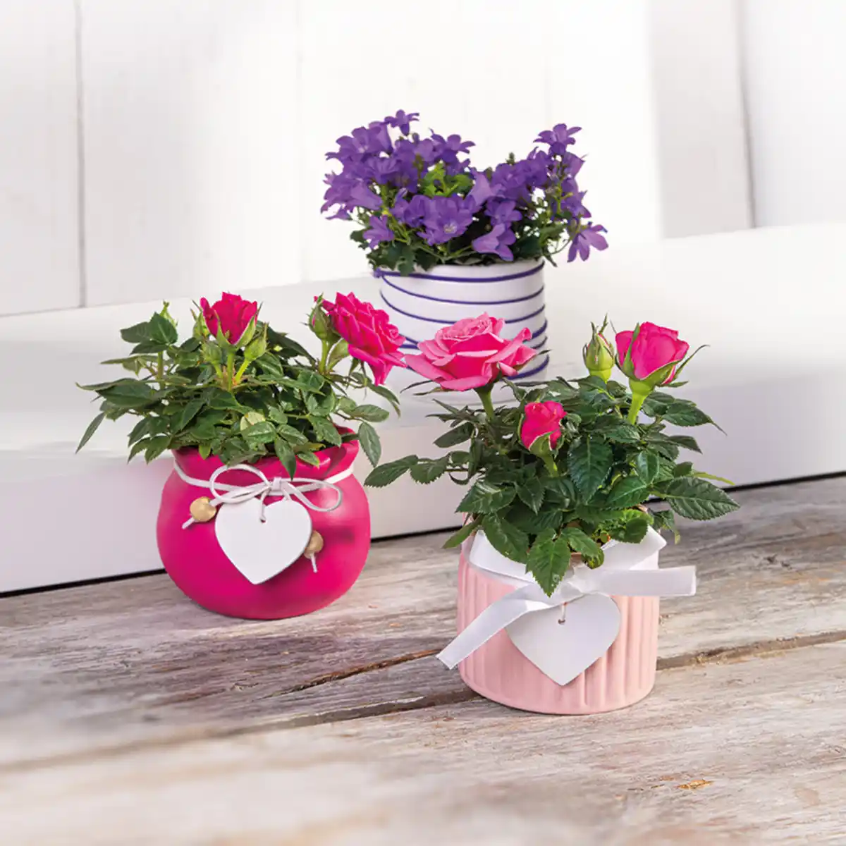 Bild 1 von Mini-Campanula oder Mini-Rosen
