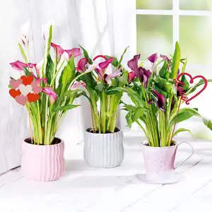Calla zum Muttertag