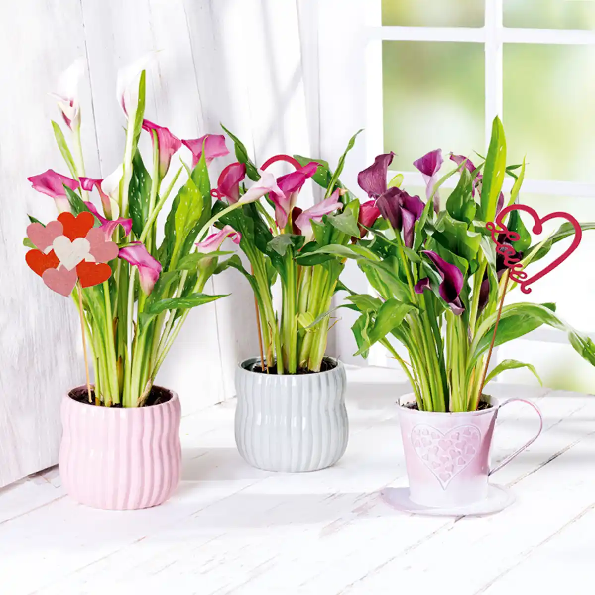 Bild 1 von Calla zum Muttertag