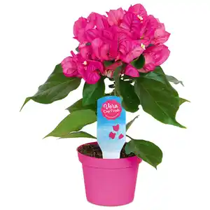 Bougainvillea "Vera Deep Purple"