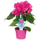 Bild 1 von Bougainvillea "Vera Deep Purple"
