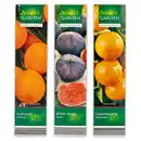 Bild 1 von Finest Garden Mediterrane Pflanzen