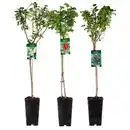 Bild 1 von Finest Garden Johannisbeer-Stamm