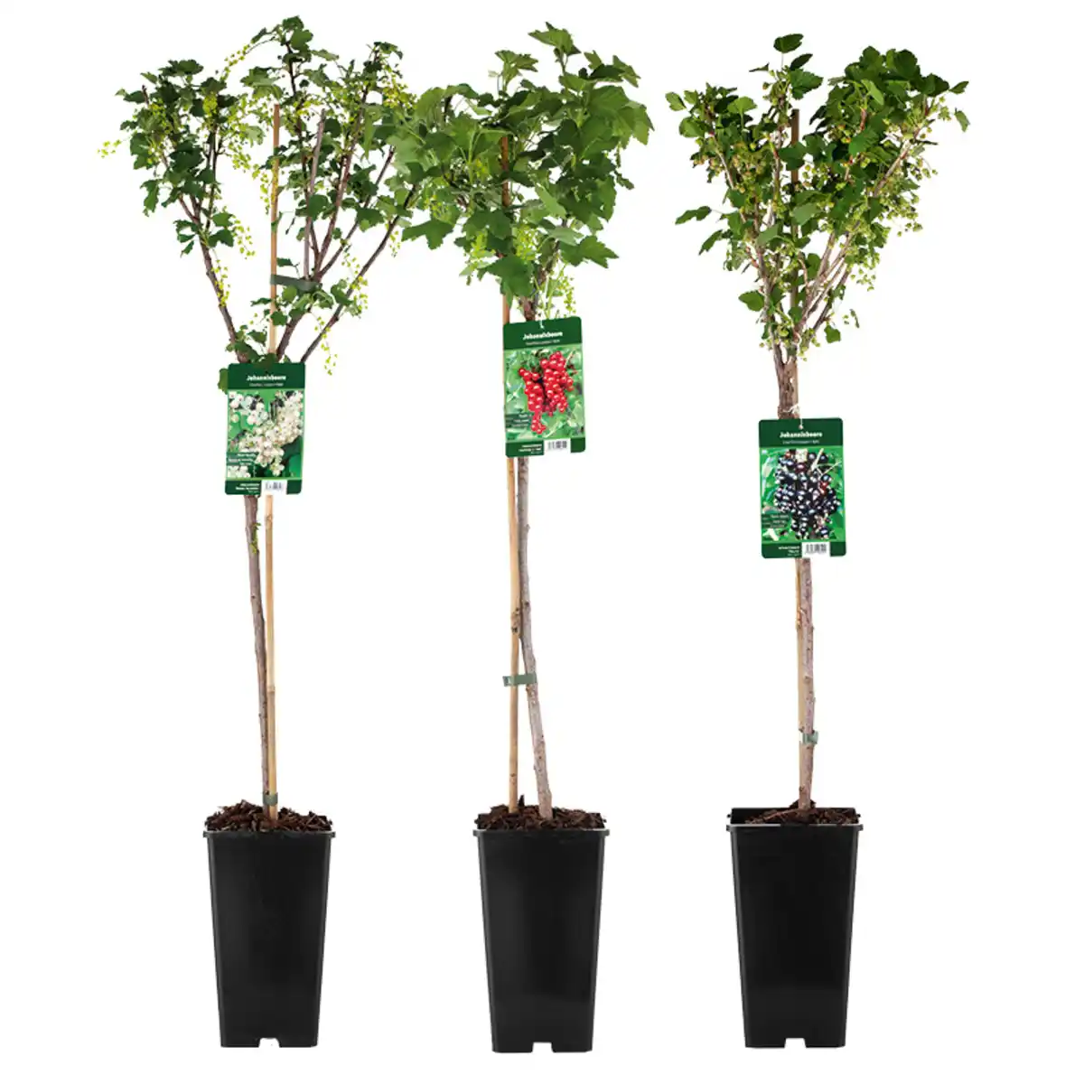 Bild 1 von Finest Garden Johannisbeer-Stamm