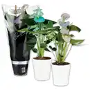Bild 1 von Anthurium "Make Upz Mix"
