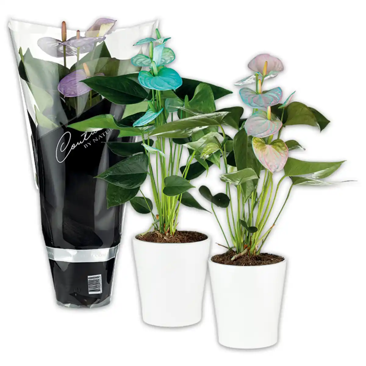 Bild 1 von Anthurium "Make Upz Mix"