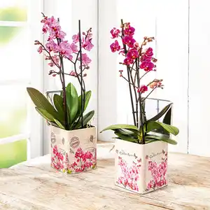 Phalaenopsis Multiflora
