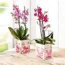 Bild 1 von Phalaenopsis Multiflora