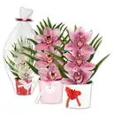 Bild 1 von Orchideengesteck