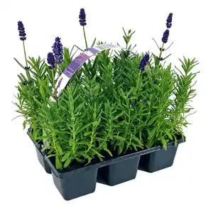 Lavendel