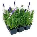 Bild 1 von Lavendel