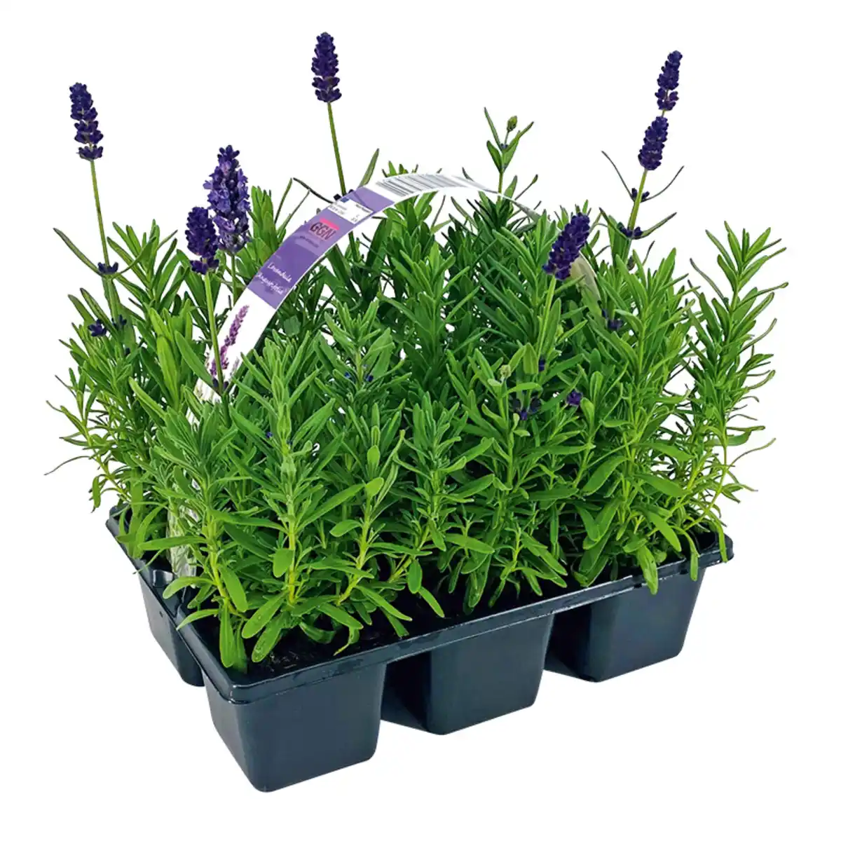 Bild 1 von Lavendel