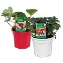 Bild 1 von Finest Garden Trio Erdbeer-Besonderheit