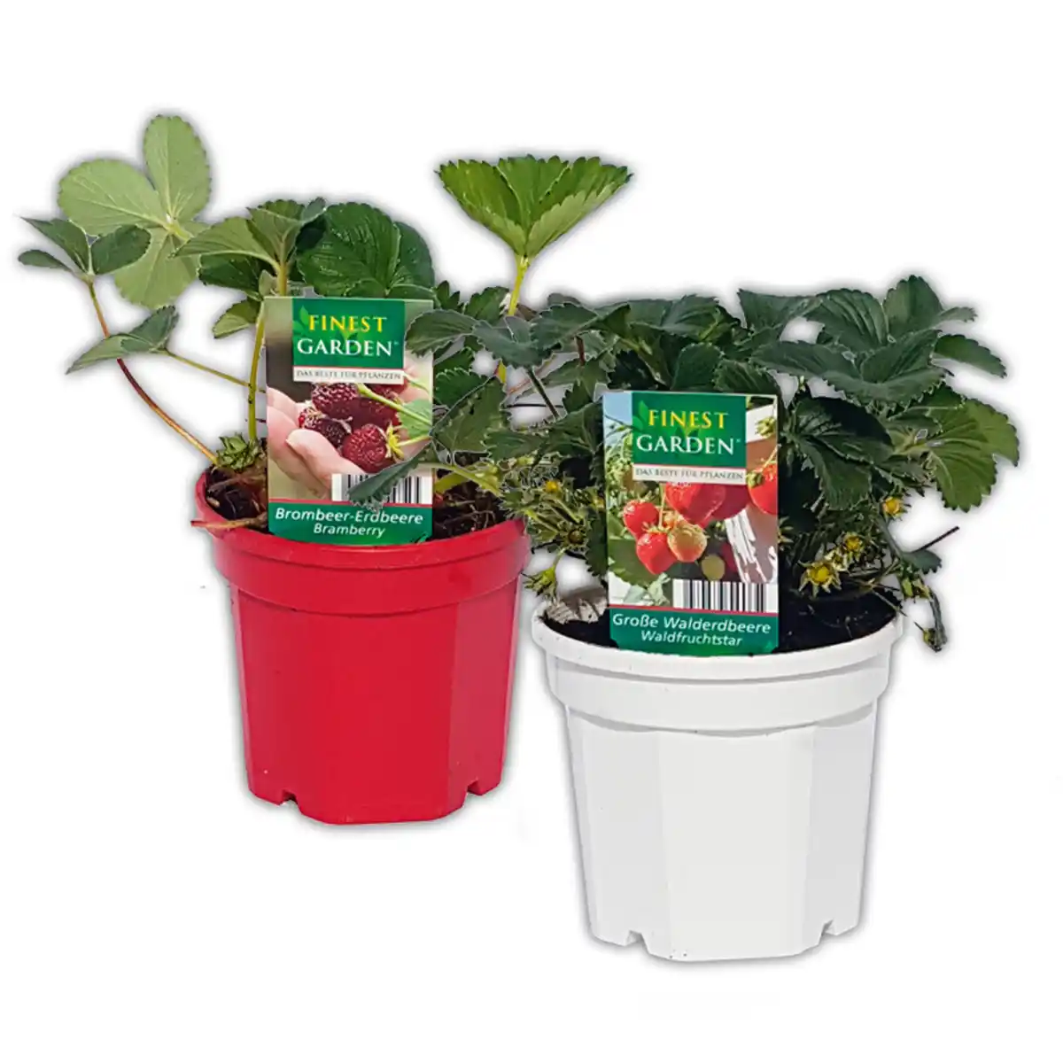 Bild 1 von Finest Garden Trio Erdbeer-Besonderheit