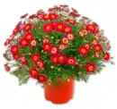 Bild 1 von Margeritenbusch*