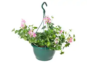Ampelpflanze „Trio/Quadro“ im 25 cm Topf