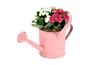 Kalanchoe in Gießkanne