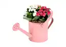 Bild 1 von Kalanchoe in Gießkanne