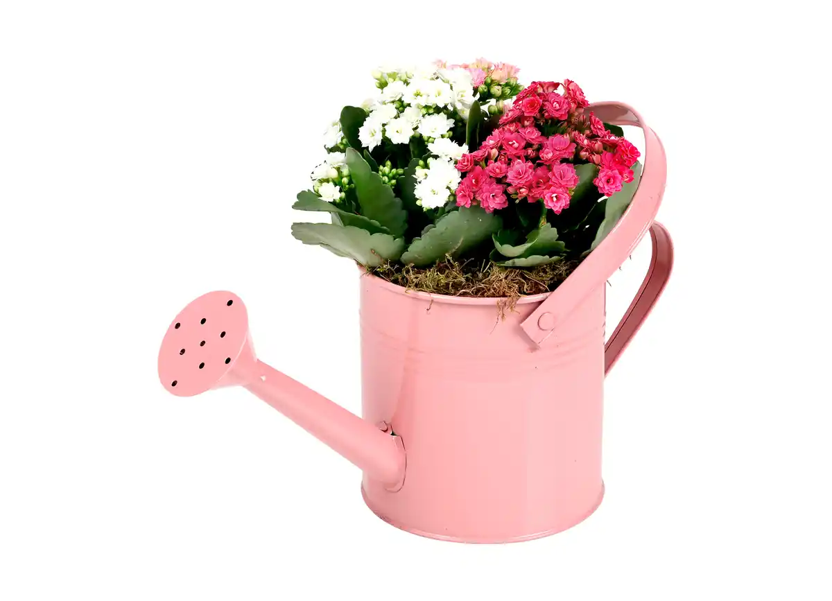Bild 1 von Kalanchoe in Gießkanne