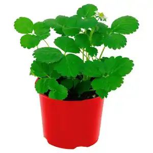 GARDENLINE Erdbeerpflanze Fridulin 12 cm