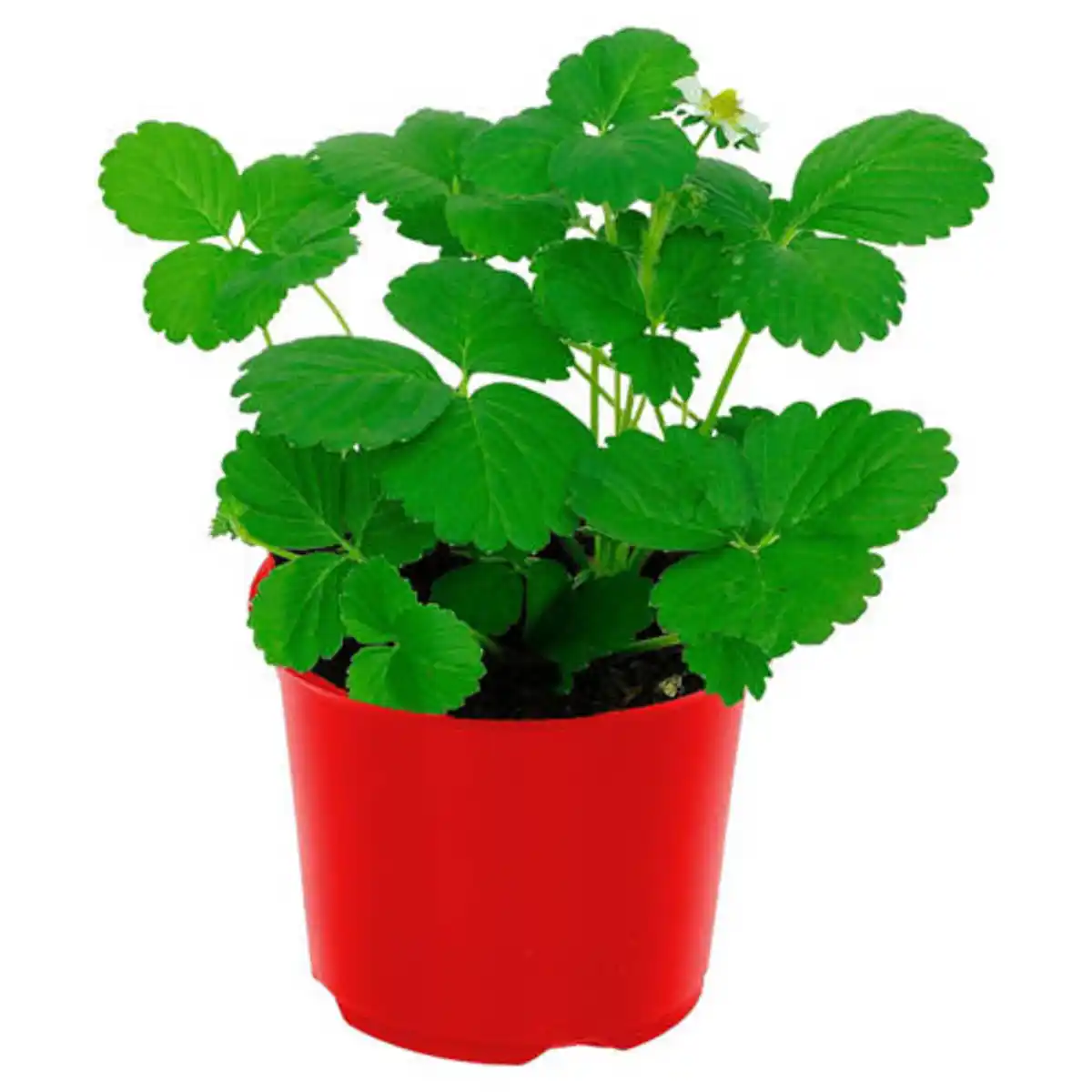 Bild 1 von GARDENLINE Erdbeerpflanze Fridulin 12 cm