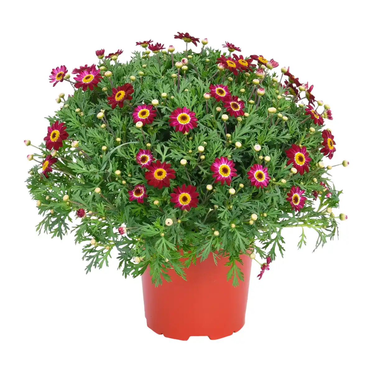 Bild 3 von GARDENLINE Margeritenbusch