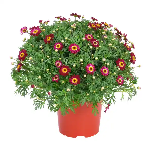Bild 3 von GARDENLINE Margeritenbusch