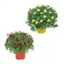 Bild 1 von GARDENLINE Margeritenbusch