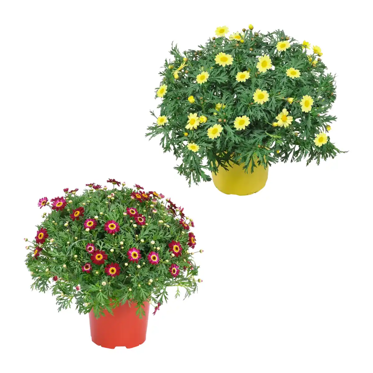 Bild 1 von GARDENLINE Margeritenbusch