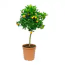Bild 3 von GARDENLINE Mediterranes Stämmchen