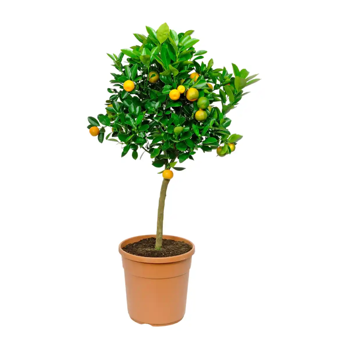 Bild 3 von GARDENLINE Mediterranes Stämmchen