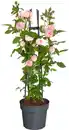 Bild 1 von Muttertags-Rosen H 30 - 40 cm, 23 cm Topf