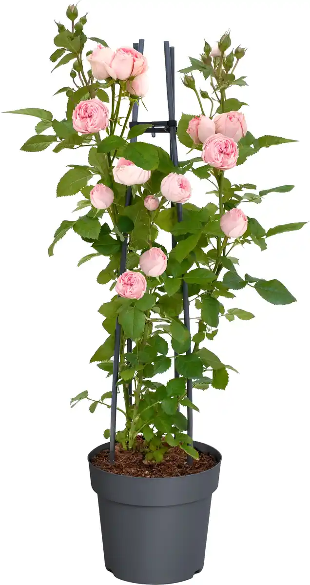 Bild 1 von Muttertags-Rosen H 30 - 40 cm, 23 cm Topf