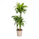 Bild 3 von GARDENLINE Grünpflanze