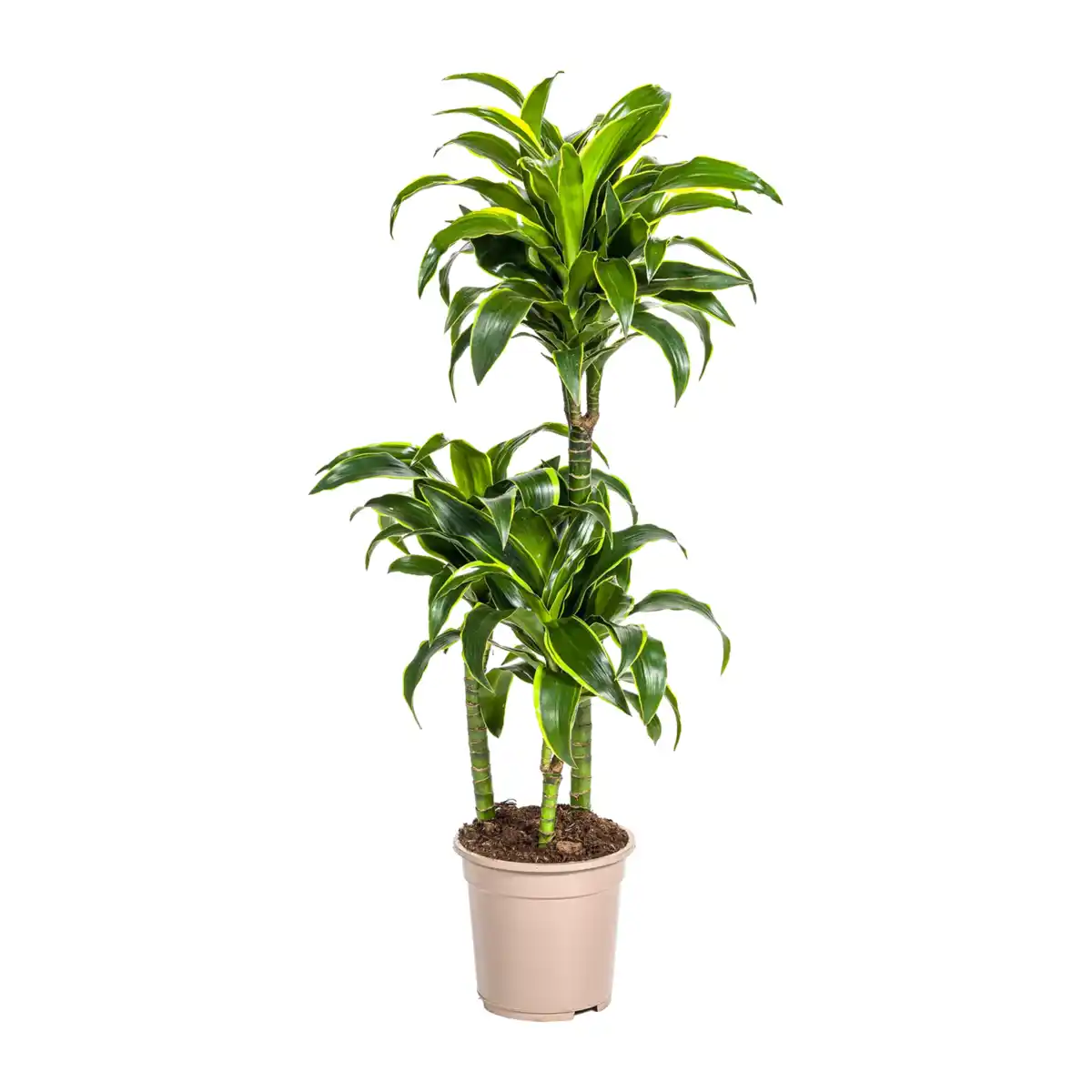 Bild 3 von GARDENLINE Grünpflanze