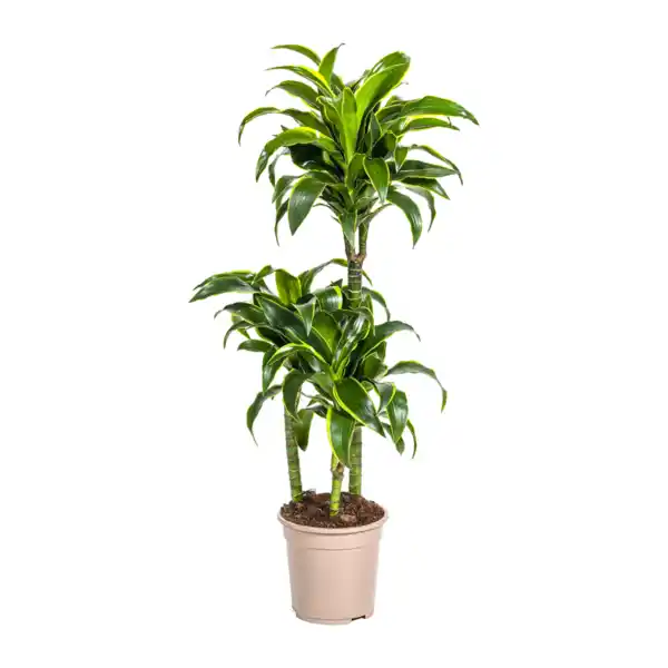 Bild 3 von GARDENLINE Grünpflanze