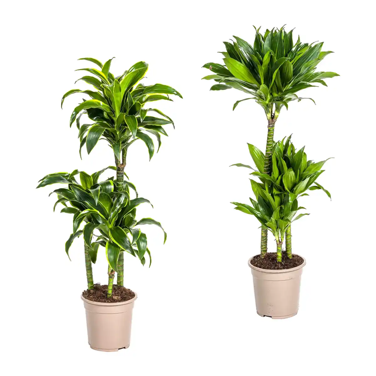 Bild 1 von GARDENLINE Grünpflanze