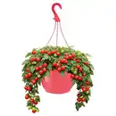 Bild 1 von GARDENLINE Tomatenampel, Tumbling Rot