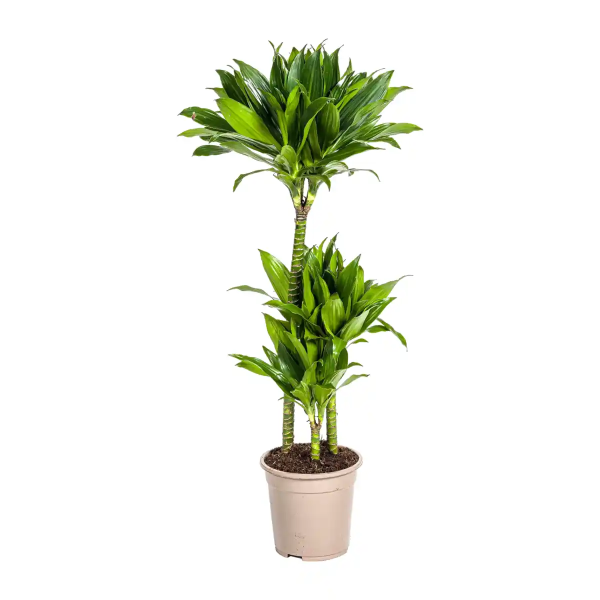 Bild 2 von GARDENLINE Grünpflanze