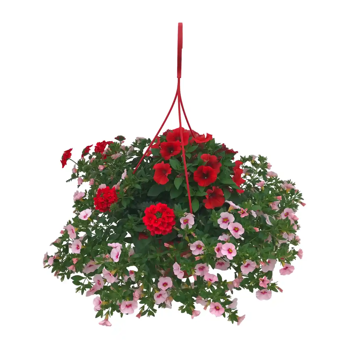 Bild 2 von GARDENLINE Blühmix-Ampel