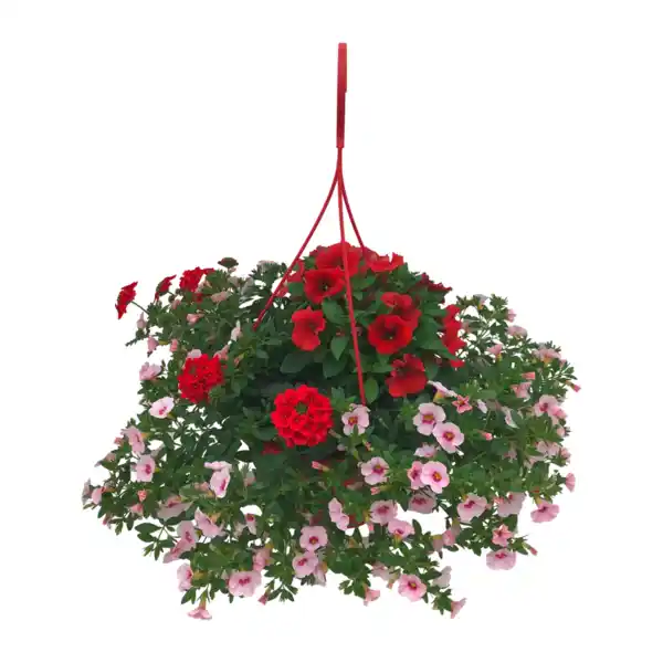 Bild 2 von GARDENLINE Blühmix-Ampel