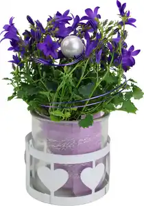 Bepflanzte Arrangements zu Muttertag Teelichtglas