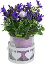Bild 1 von Bepflanzte Arrangements zu Muttertag Teelichtglas