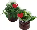 Bild 1 von Bepflanzte Arrangements zu Muttertag Glastopf
