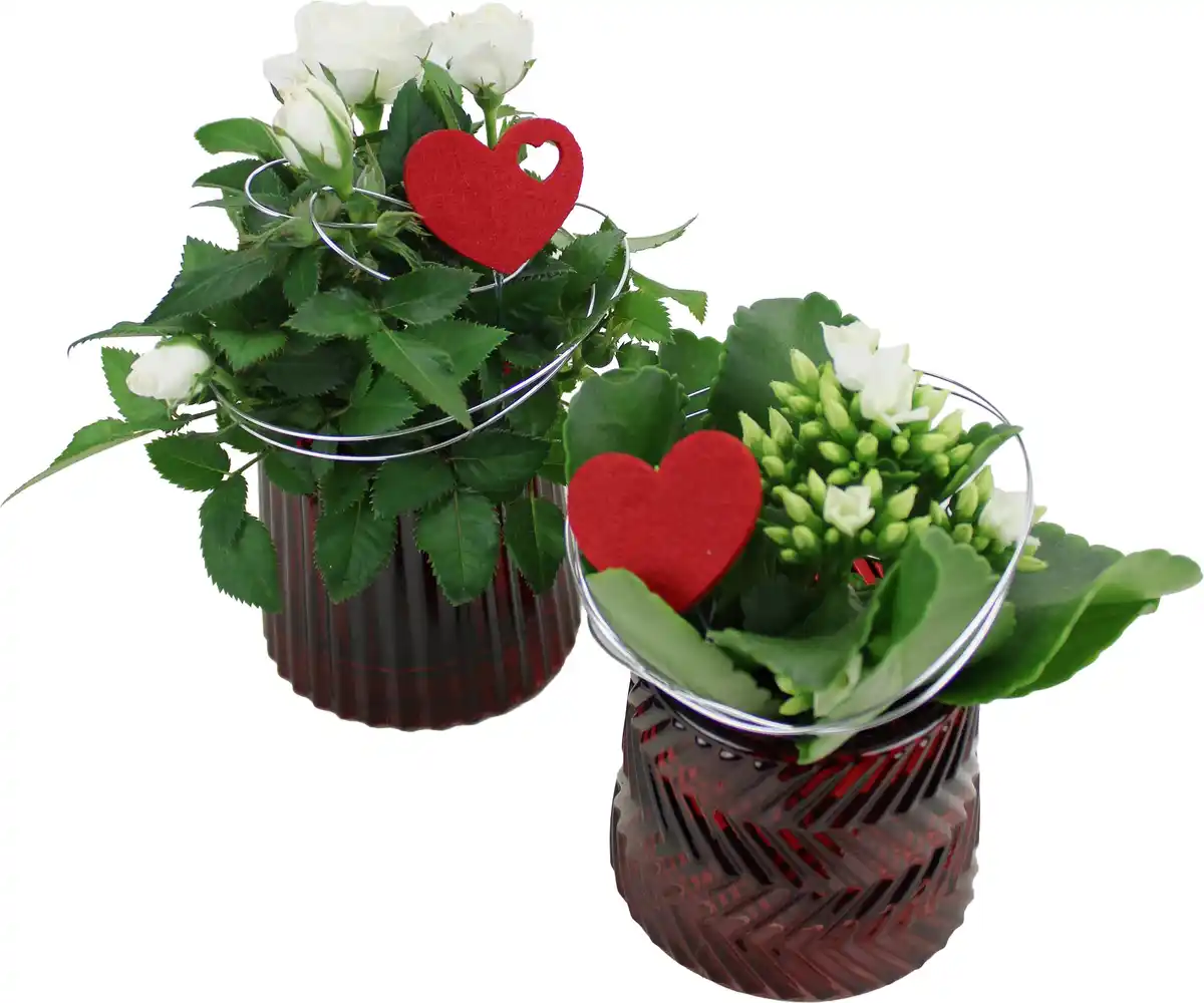 Bild 1 von Bepflanzte Arrangements zu Muttertag Glastopf