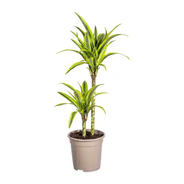 Bild 4 von GARDENLINE Grünpflanze