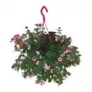 Bild 3 von GARDENLINE Blühmix-Ampel